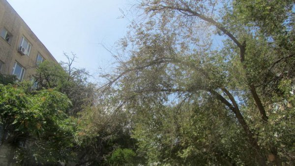 Непрофессионализмом назвали обрезку сухостоя в центре Актау