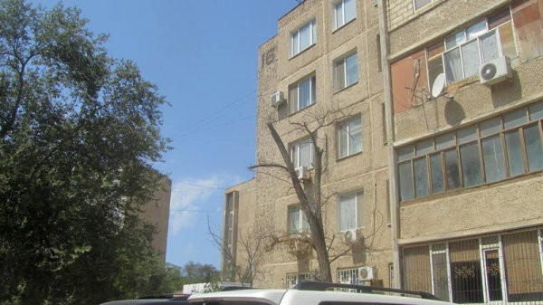 Непрофессионализмом назвали обрезку сухостоя в центре Актау