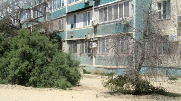Непрофессионализмом назвали обрезку сухостоя в центре Актау