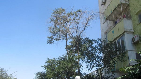 Непрофессионализмом назвали обрезку сухостоя в центре Актау