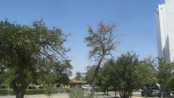 Непрофессионализмом назвали обрезку сухостоя в центре Актау