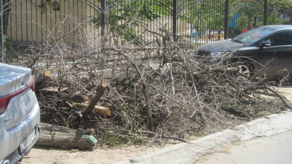 Непрофессионализмом назвали обрезку сухостоя в центре Актау