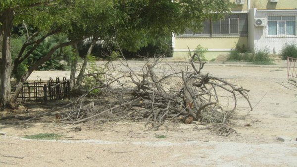Непрофессионализмом назвали обрезку сухостоя в центре Актау