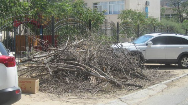 Непрофессионализмом назвали обрезку сухостоя в центре Актау