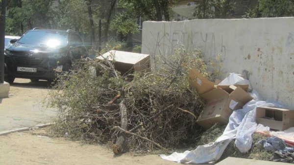 Непрофессионализмом назвали обрезку сухостоя в центре Актау