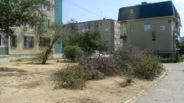 Непрофессионализмом назвали обрезку сухостоя в центре Актау