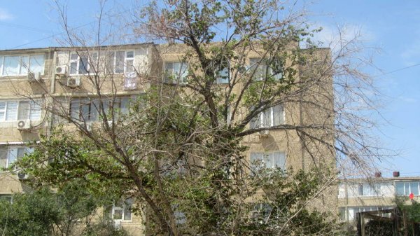 Непрофессионализмом назвали обрезку сухостоя в центре Актау