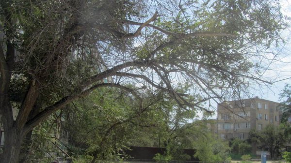 Непрофессионализмом назвали обрезку сухостоя в центре Актау