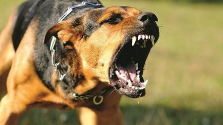 В Актобе мальчика загрызли собаки: полиция закрыла уголовное дело