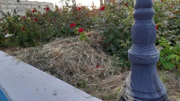 Розы продолжают вянуть на спуске к морю в Актау