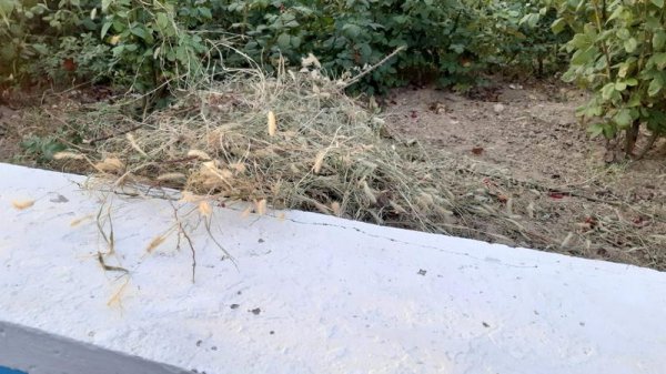 Розы продолжают вянуть на спуске к морю в Актау