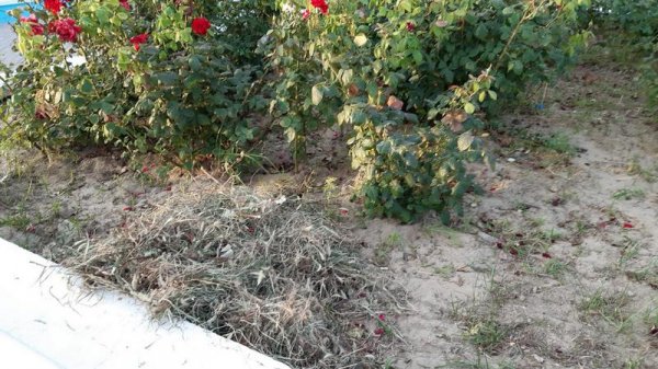 Розы продолжают вянуть на спуске к морю в Актау