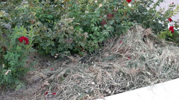 Розы продолжают вянуть на спуске к морю в Актау