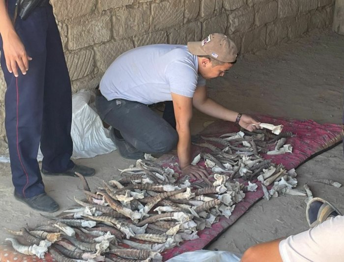Полицейские изъяли 198 рогов сайги у жителей Мангистау