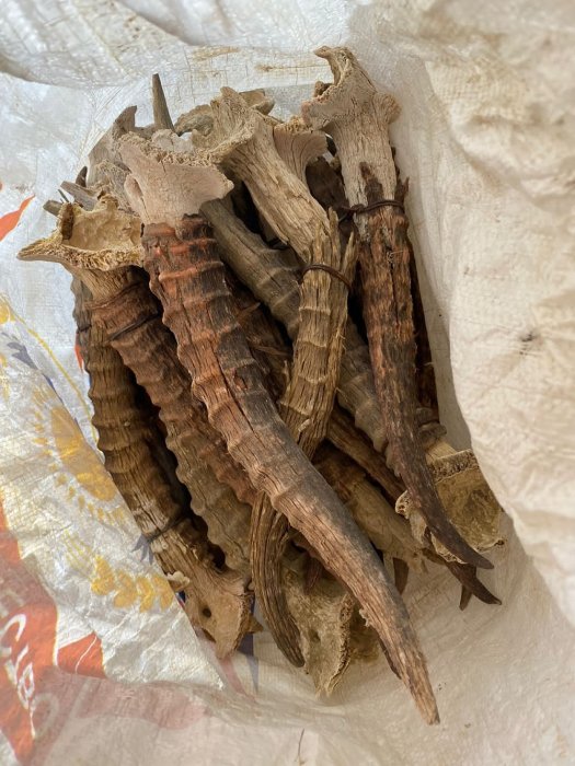 Полицейские изъяли 198 рогов сайги у жителей Мангистау