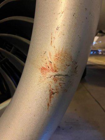 Птицы попали в оба двигателя самолета авиакомпании Air Astana