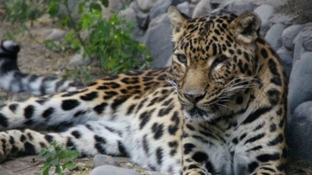 Родственники спасли трехлетнего ребенка от гибели в пасти леопарда
