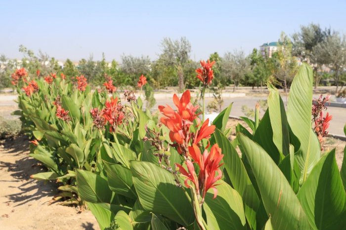 В Актау открыли новый ботанический сад