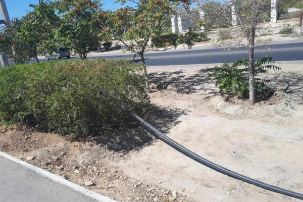 «Безбашенное» озеленение: поливочный шланг проложили по кустарникам в Актау