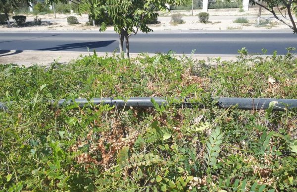 «Безбашенное» озеленение: поливочный шланг проложили по кустарникам в Актау