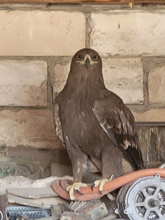 У жителя Мангистау изъяли краснокнижную птицу