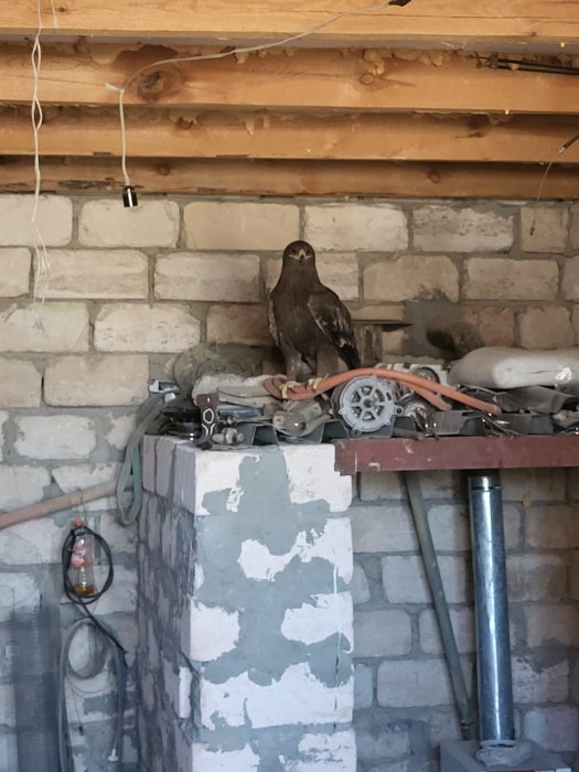 У жителя Мангистау изъяли краснокнижную птицу