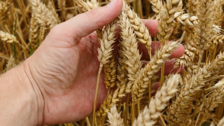 Казахстан удвоил поставки пшеницы в Европу