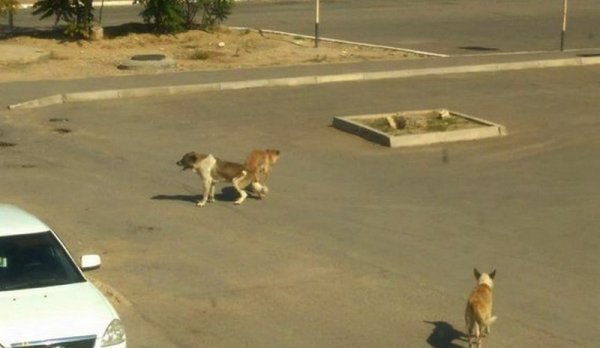 Куда жаловаться на бродячих собак в Актау