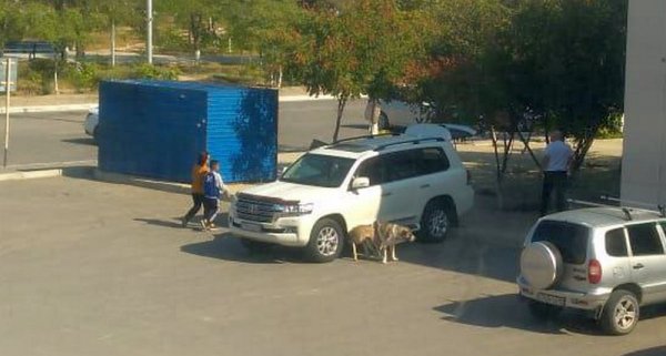 Куда жаловаться на бродячих собак в Актау