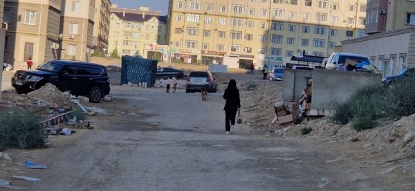 Куда жаловаться на бродячих собак в Актау