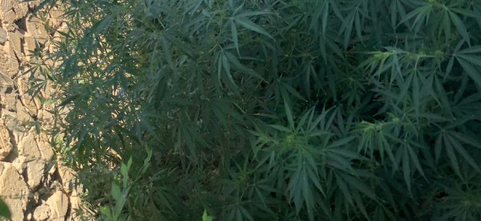 В Мангистауской области выявлено 26  наркоправонарушений