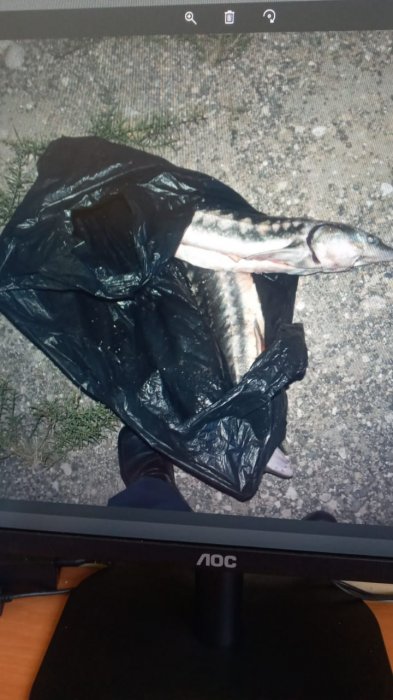 Более 40 килограммов осетровой рыбы изъяли у жителей Мангистау