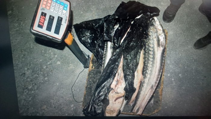 Более 40 килограммов осетровой рыбы изъяли у жителей Мангистау