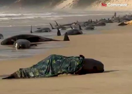 В Тасмании погибли более 200 китов-пилотов, массово выбросившихся на берег