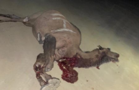 На трассе Актау-Жанаозен в результате ДТП с верблюдом погиб 57-летний мужчина