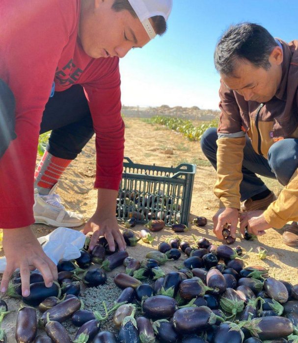 Студенты  Каракиянского  колледжа собрали  около двух тонн урожая с местной теплицы