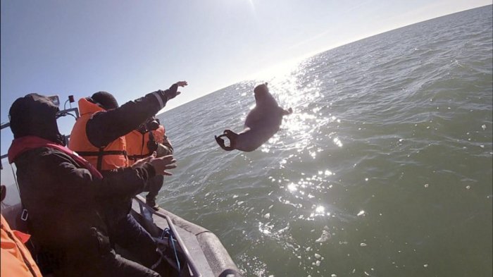 Четверых браконьеров задержали пограничники Мангистау