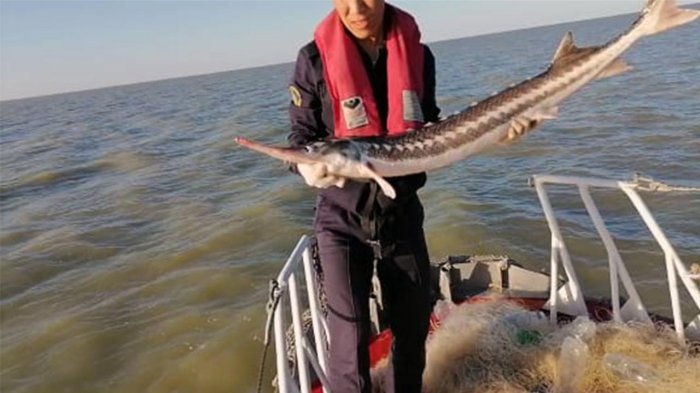 Четверых браконьеров задержали пограничники Мангистау