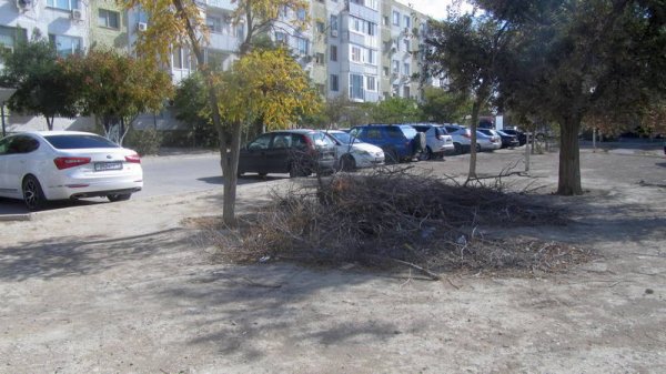 Спилили и оставили: сухие ветки разбросаны в микрорайонах Актау