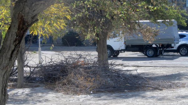 Спилили и оставили: сухие ветки разбросаны в микрорайонах Актау