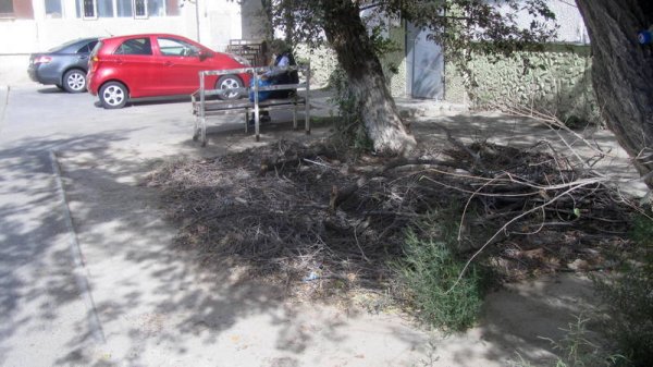 Спилили и оставили: сухие ветки разбросаны в микрорайонах Актау