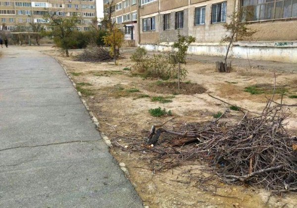 Спилили и оставили: сухие ветки разбросаны в микрорайонах Актау