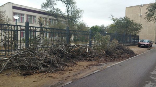 Спилили и оставили: сухие ветки разбросаны в микрорайонах Актау
