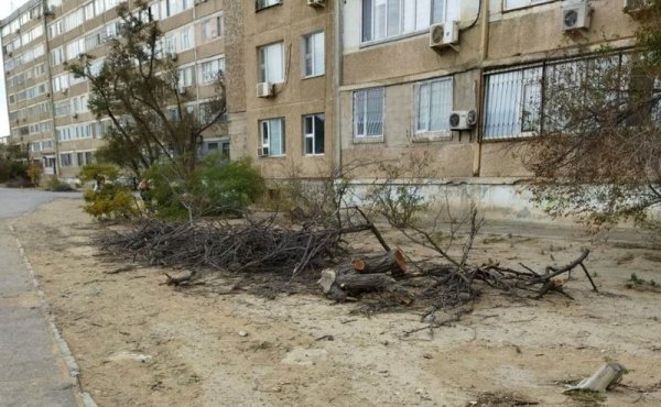 Спилили и оставили: сухие ветки разбросаны в микрорайонах Актау