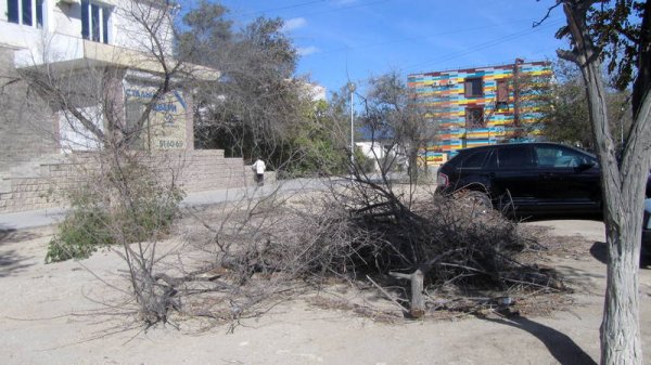 Спилили и оставили: сухие ветки разбросаны в микрорайонах Актау