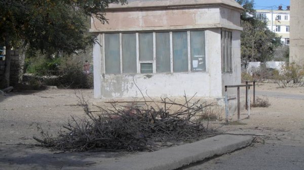 Спилили и оставили: сухие ветки разбросаны в микрорайонах Актау