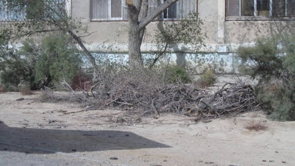 Спилили и оставили: сухие ветки разбросаны в микрорайонах Актау
