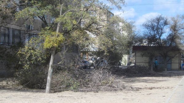 Спилили и оставили: сухие ветки разбросаны в микрорайонах Актау