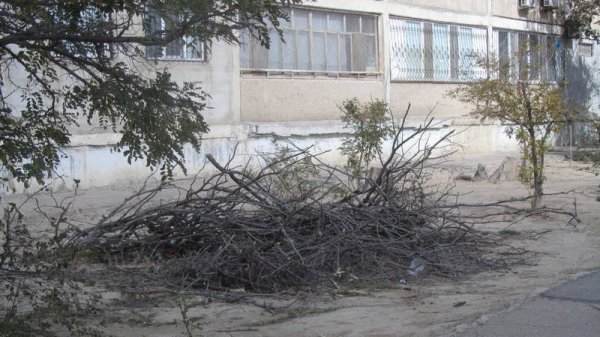 Спилили и оставили: сухие ветки разбросаны в микрорайонах Актау