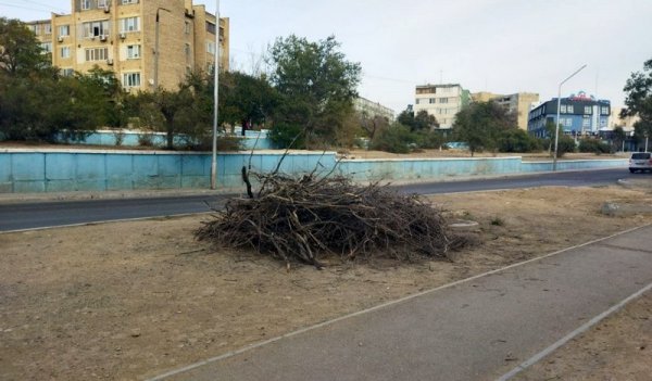 Спилили и оставили: сухие ветки разбросаны в микрорайонах Актау